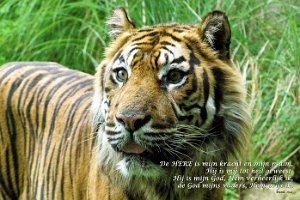 exod1502 : Sumatraanse tijger